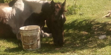 Tristeza y bronca: murió el caballo que había sido abandonado y maniatado
