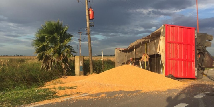 Serodino: un camión volcó y derramó cereal sobre la ruta