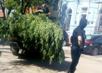 Incautaron tres grandes plantas de marihuana en una vivienda de la región