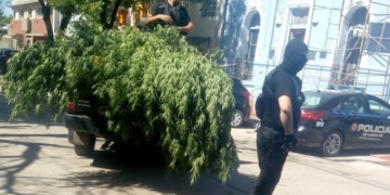 Incautaron tres grandes plantas de marihuana en una vivienda de la región
