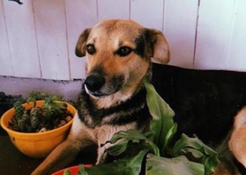 Tristeza y bronca: atropellaron y abandonaron a una querida perrita callejera de Barrancas