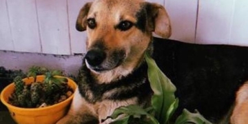 Tristeza y bronca: atropellaron y abandonaron a una querida perrita callejera de Barrancas