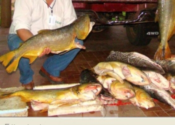 Monje: detuvieron a un cazador con animales prohibidos y un arma