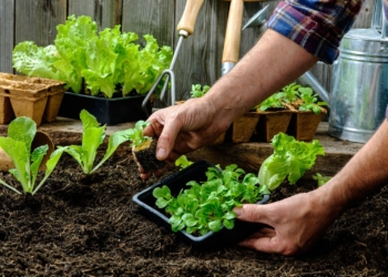 Barrancas: comienzan los talleres para huerteros