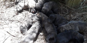Barrancas: abandonaron a una perra con sus cachorritos y buscan adoptantes