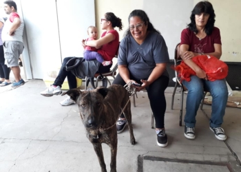 174 animales fueron castrados en tres localidades de la región