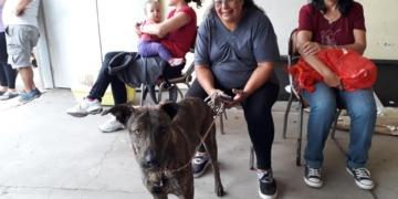 174 animales fueron castrados en tres localidades de la región