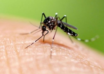 Detectaron 51 nuevos casos de dengue en la provincia