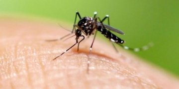 Detectaron 51 nuevos casos de dengue en la provincia