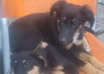 Denuncian que un camionero pasó por Ruta 11 y se llevó la perrita de una familia