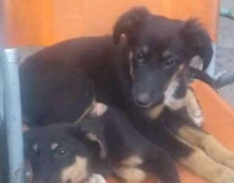Denuncian que un camionero pasó por Ruta 11 y se llevó la perrita de una familia