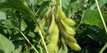 El INTA detectó «soja enferma» en campos de Totoras y Oliveros