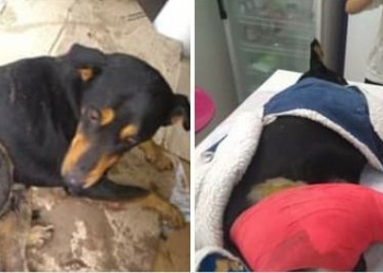 Tras una larga lucha, falleció un perro atropellado en San Genaro
