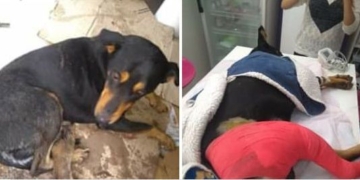 Tras una larga lucha, falleció un perro atropellado en San Genaro