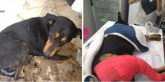 Tras una larga lucha, falleció un perro atropellado en San Genaro