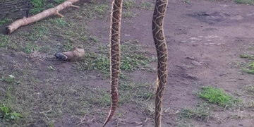 Monje: los ladridos de un perro salvaron a una nena de ser mordida por una yarará