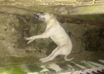 Un perro murió en Maciel y se presume fue por envenenamiento