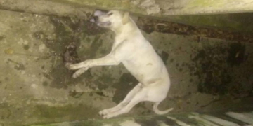 Un perro murió en Maciel y se presume fue por envenenamiento