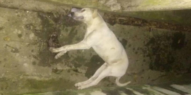 Un perro murió en Maciel y se presume fue por envenenamiento
