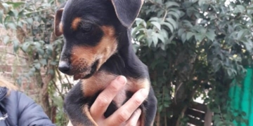 Perros y gatos buscan hogares de tránsito en Maciel, también mantas o colchonetas