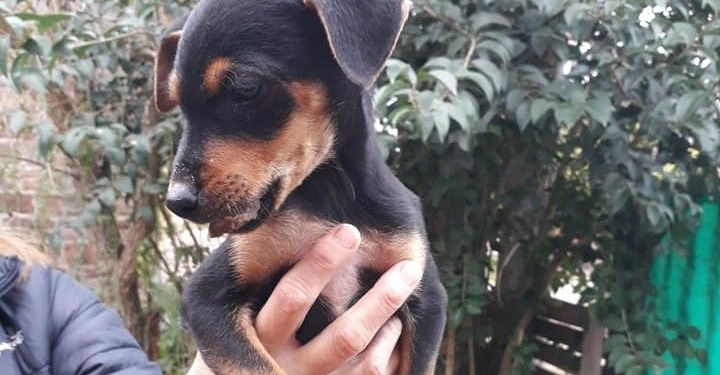 Perros y gatos buscan hogares de tránsito en Maciel, también mantas o colchonetas