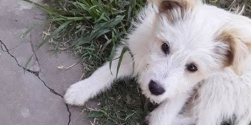 Oliveros: dos perros murieron por envenenamiento en la zona oeste