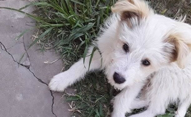 Oliveros: dos perros murieron por envenenamiento en la zona oeste