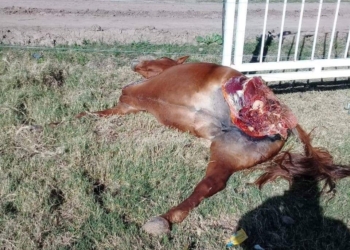 Apareció un caballo muerto y mutilado en Totoras