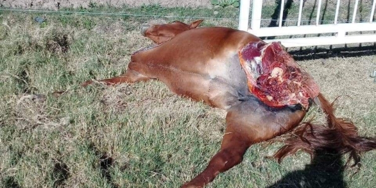 Apareció un caballo muerto y mutilado en Totoras
