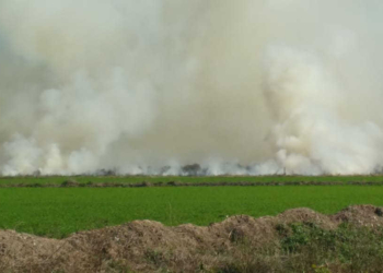 Un incendio en un campo alertó a los vecinos de Barrancas