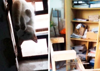 Robaron y mataron a una mascota en un centro solidario de la región