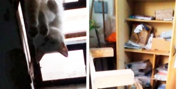 Robaron y mataron a una mascota en un centro solidario de la región