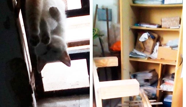 Robaron y mataron a una mascota en un centro solidario de la región