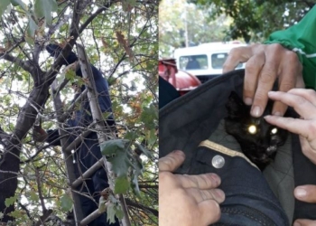 Héroes de la región: Bomberos rescataron a un gatito tras varias horas en un alto árbol