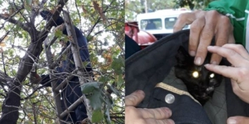 Héroes de la región: Bomberos rescataron a un gatito tras varias horas en un alto árbol