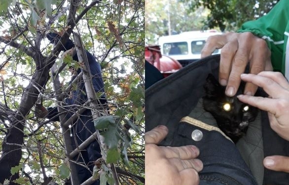 Héroes de la región: Bomberos rescataron a un gatito tras varias horas en un alto árbol