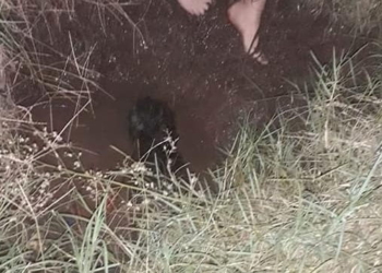 Centeno: un perro perdido fue rescatado por bomberos dentro de un pozo