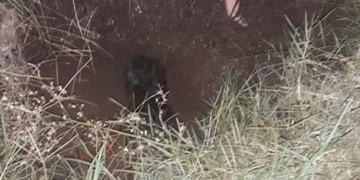 Centeno: un perro perdido fue rescatado por bomberos dentro de un pozo
