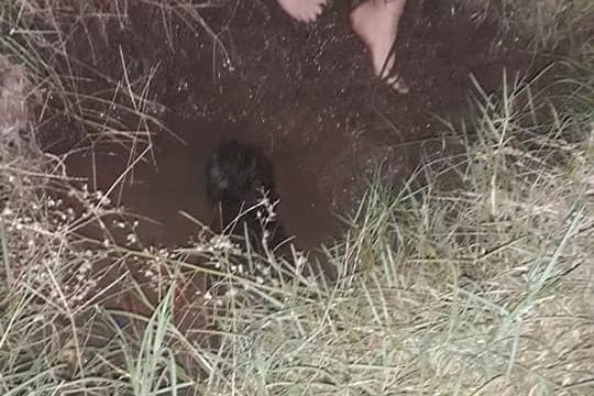 Centeno: un perro perdido fue rescatado por bomberos dentro de un pozo