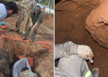 Empleados comunales encontraron un gliptodonte mientras hacían una obra