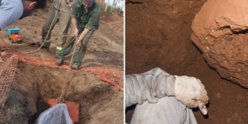 Empleados comunales encontraron un gliptodonte mientras hacían una obra