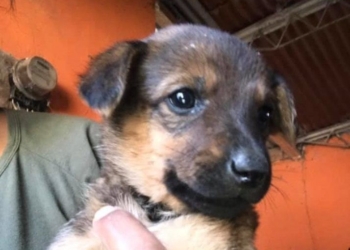 Encontraron once cachorritos abandonados en Centeno y les buscan hogar