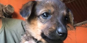 Encontraron once cachorritos abandonados en Centeno y les buscan hogar