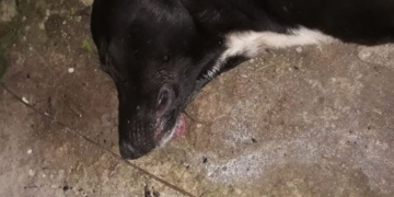 Más casos de perros muertos y sospechan de envenenamiento