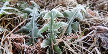 El INTA Oliveros registró el día más frío del año