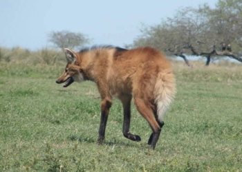 Un aguará guazú apareció en una vivienda de la región y fue rescatado