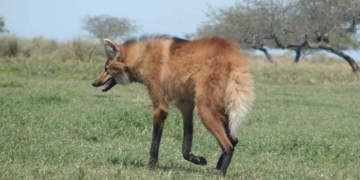 Un aguará guazú apareció en una vivienda de la región y fue rescatado