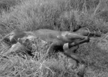 Debieron sacrificar a la yegua que fue chocada en la ruta a Gaboto