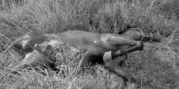 Debieron sacrificar a la yegua que fue chocada en la ruta a Gaboto
