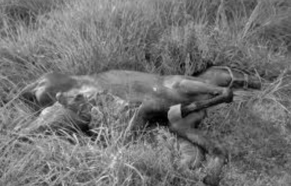 Debieron sacrificar a la yegua que fue chocada en la ruta a Gaboto